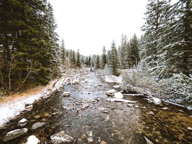 Splendido scenario di un fiume circondato da abeti vicino ai Monti Tatra in Polonia