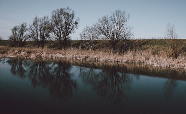 Splendido scenario di un lago con il riflesso di alberi spogli