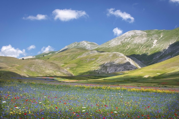 Splendido scenario di un paesaggio di un campo di fiori