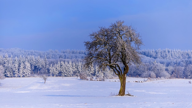 Splendido scenario di un paesaggio invernale con alberi coperti di neve