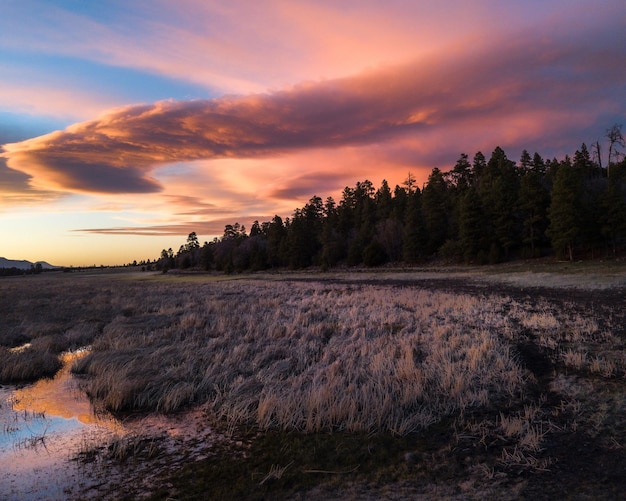 Splendido scenario di una foresta con abeti al tramonto nell'Arizona settentrionale