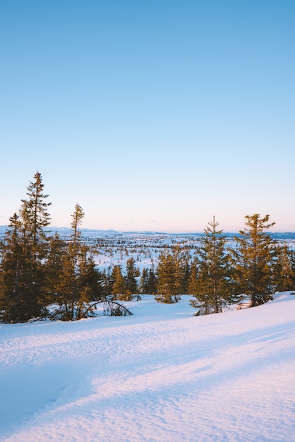 Splendido scenario di una foresta con molti abeti coperti di neve in Norvegia