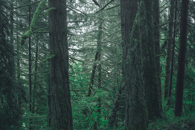 Splendido scenario di una foresta in campagna in una giornata nebbiosa