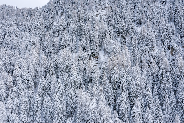 Splendido scenario di una foresta nelle Alpi innevate in inverno