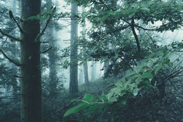 Splendido scenario di una misteriosa foresta nebbiosa in una giornata cupa