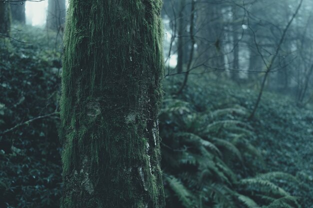 Splendido scenario di una misteriosa foresta nebbiosa in una giornata cupa