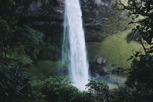 Splendido scenario di una potente cascata all'interno di una foresta circondata da alberi verdi