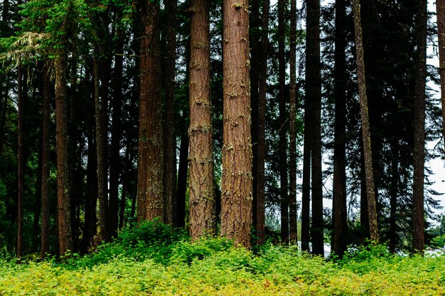 Splendido scenario di una straordinaria foresta selvaggia con vegetazione mozzafiato