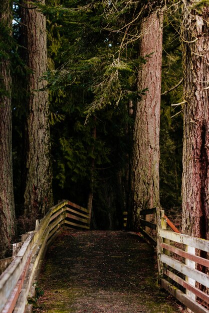 Splendido scenario di una straordinaria foresta selvaggia