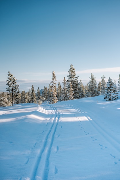 Splendido scenario di una zona innevata con molti alberi verdi in Norvegia