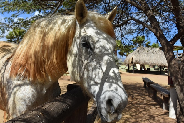 Splendido volto di un cavallo da tiro pezzato in un paddock.