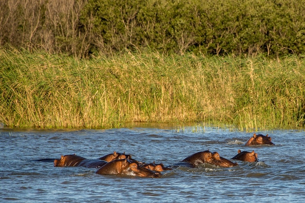 Sporgere la testa fuori dall'acqua davanti a un campo verde