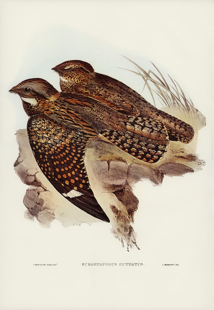 Foto gratuito spotted goat-sucker (eurostopodus guttatus) illustrato da elizabeth gould