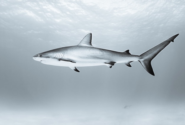 Squalo tigre che nuota nell'oceano durante il giorno