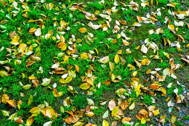 Stagione di prato inglese paese splendido colore pianura