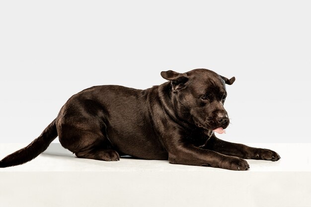 Stanchi dopo una bella passeggiata. Il cane labrador retriever del cioccolato si siede e sbadiglia nel. Tiro al coperto di giovane animale domestico. Cucciolo divertente sopra il muro bianco.