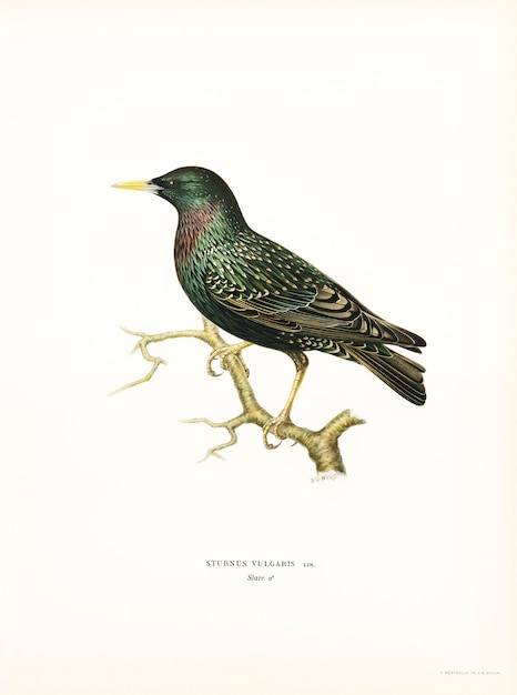 Starling europeo (Sturnus vulgaris) illustrato dai fratelli von Wright.