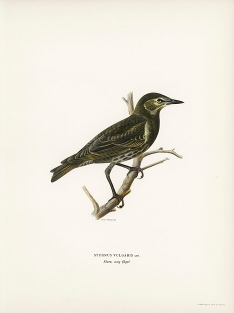 Starling (Sturnus vulgaris) illustrato dai fratelli von Wright.
