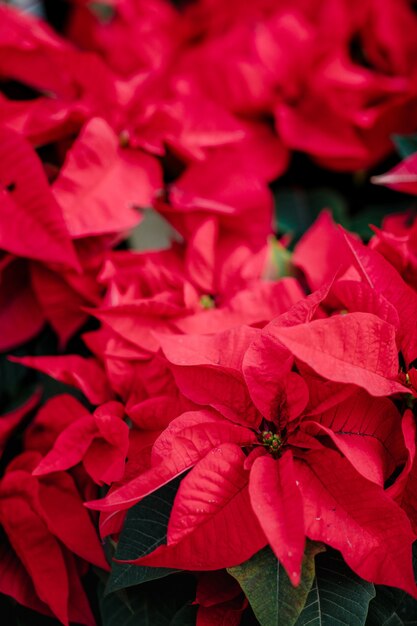 Stella di Natale rossa in fiore