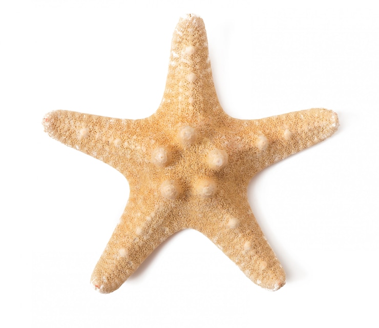 Foto gratuito stella marina isolata