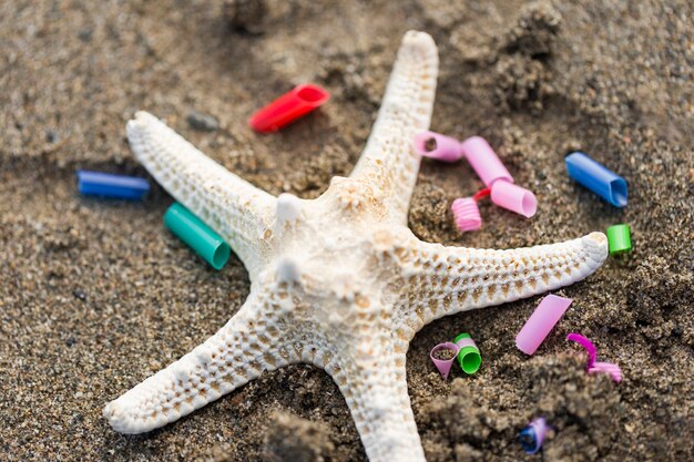 Stelle marine con pezzi di plastica