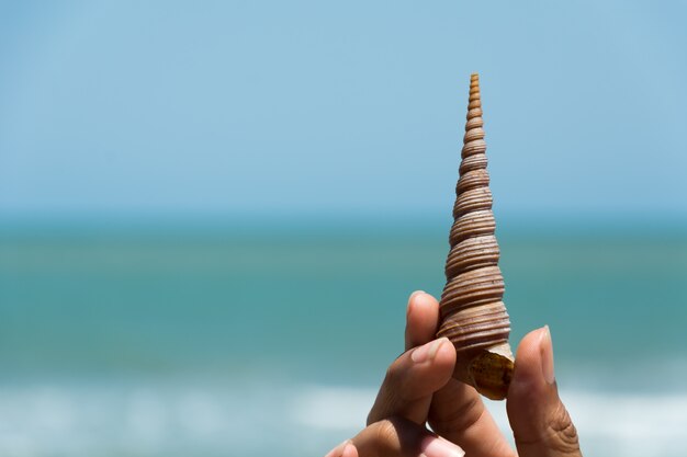 stelle marine del mare oggetto bianco conchiglia