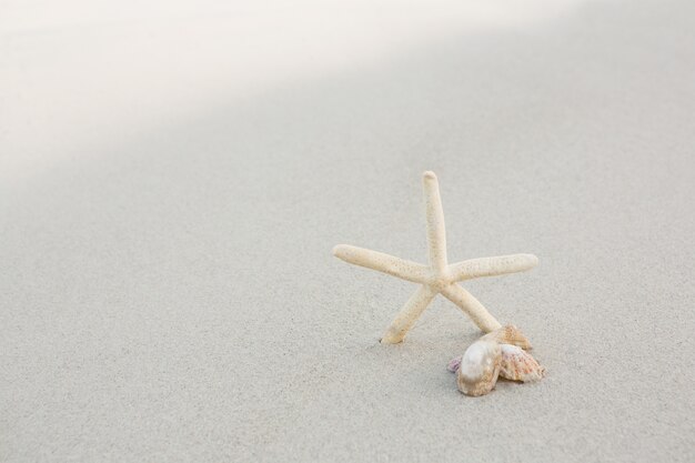 Stelle marine e conchiglie sulla sabbia