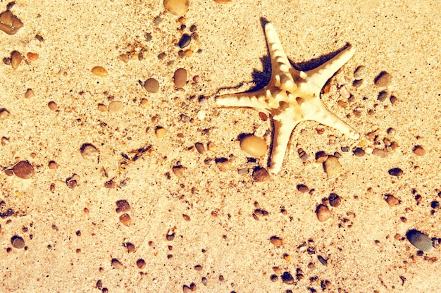 Stelle marine sulla sabbia.