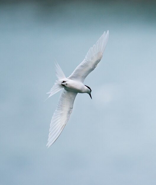 Sterna uccello che vola sul mare