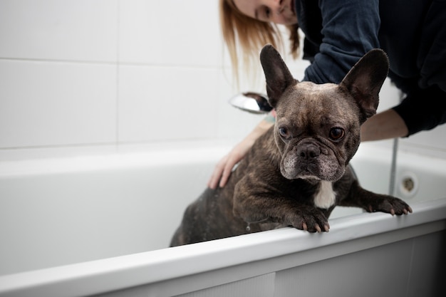 Stile di vita del cane e cura con il proprietario