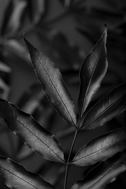 Still life di sfondo nero