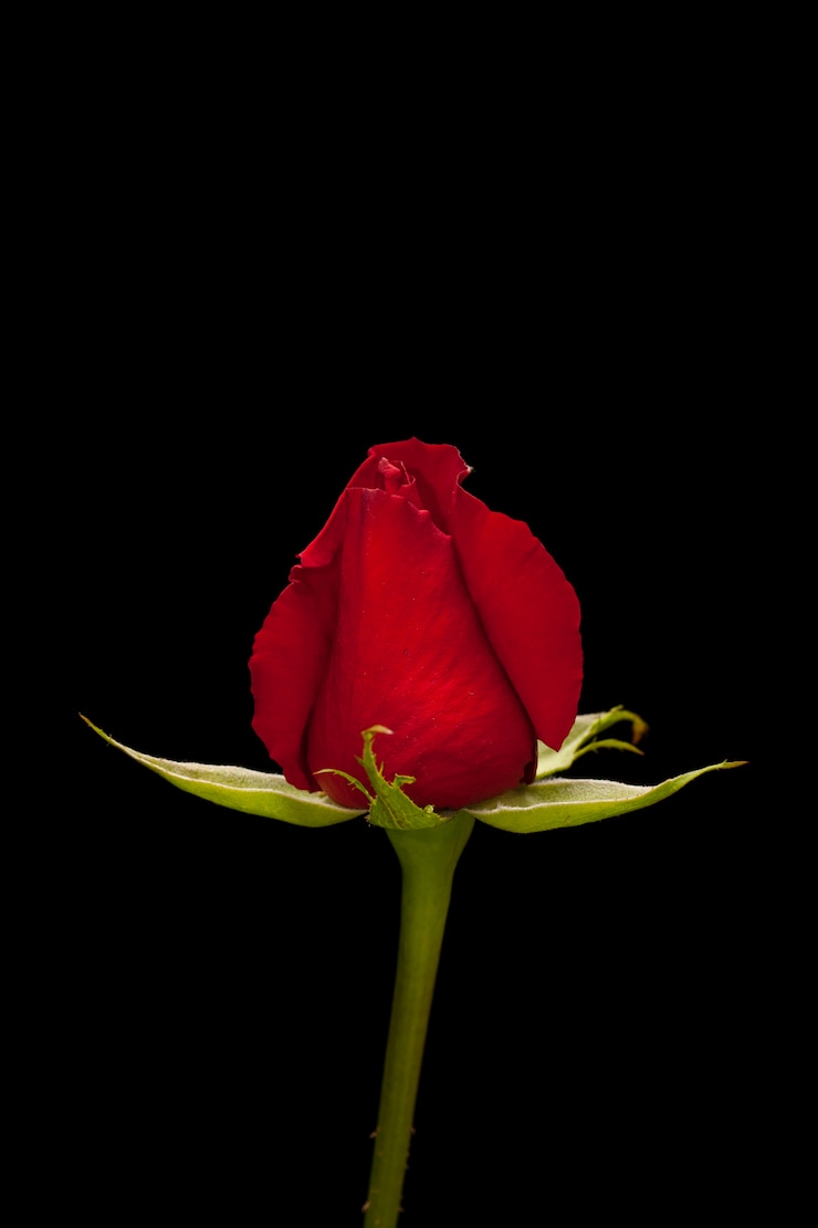 Foto gratuito still life &amp; oggetto