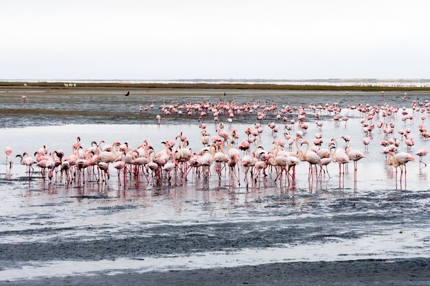 Stormo di fenicotteri rosa a Walvis Bay, Namibia.