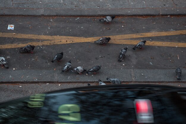Stormo di piccioni sulla strada in cemento