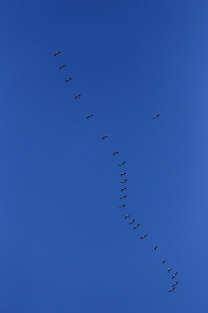 Stormo di uccelli grigi in cielo blu