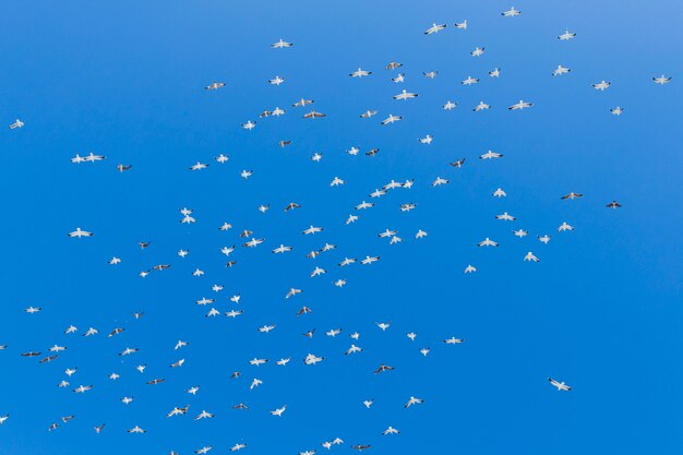 Stormo di uccelli in volo