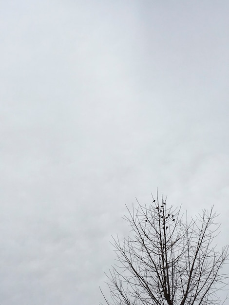 Stormo di uccelli sulle punte degli alberi con cielo nuvoloso