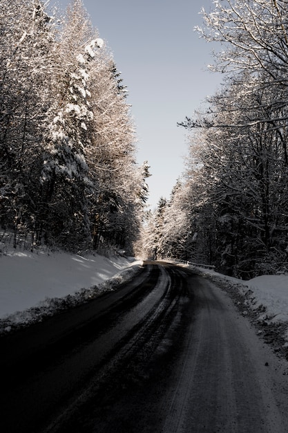 Strada asfaltata nei boschi invernali