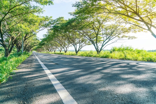 Strada asfaltata nella foresta