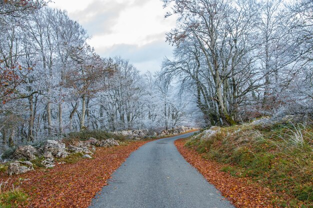 Strada attraverso i confini del bosco con alberi bianchi gelidi