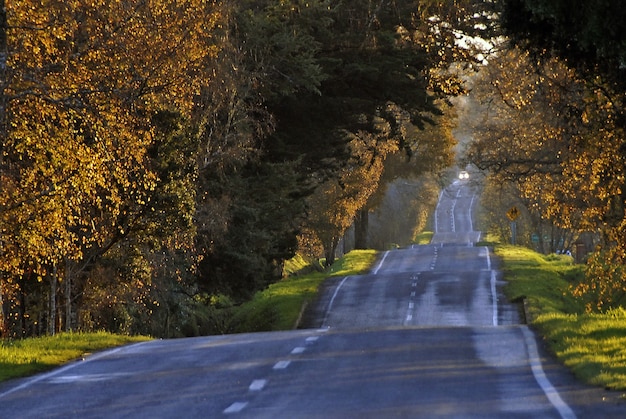 Strada circondata da alberi ad alto fusto catturati durante l'autunno durante il giorno