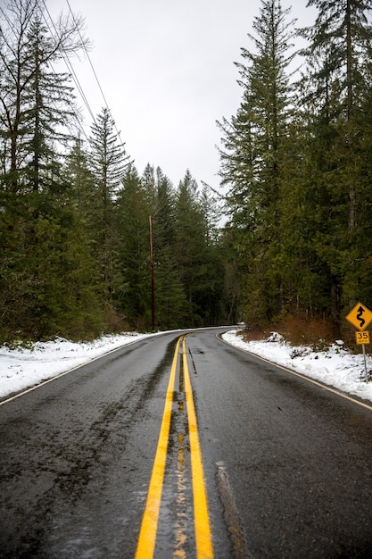 Strada circondata da alberi dalle foglie verdi