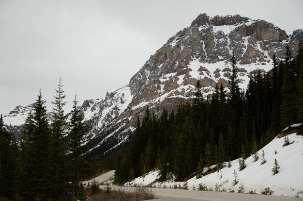 Strada circondata da alberi e montagne coperte di neve