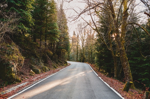 Strada circondata da bellissimi alberi e piante nelle foreste