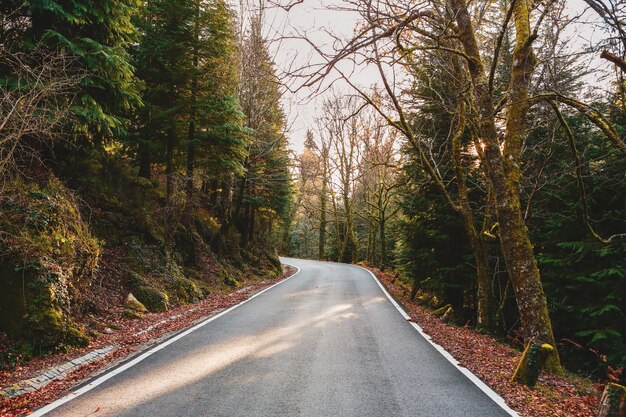 Strada circondata da bellissimi alberi e piante nelle foreste