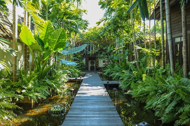 Strada circondata da verdi alberi tropicali che conduce a un hotel