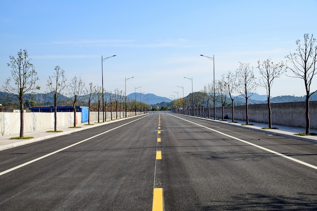 Strada con alberi secchi