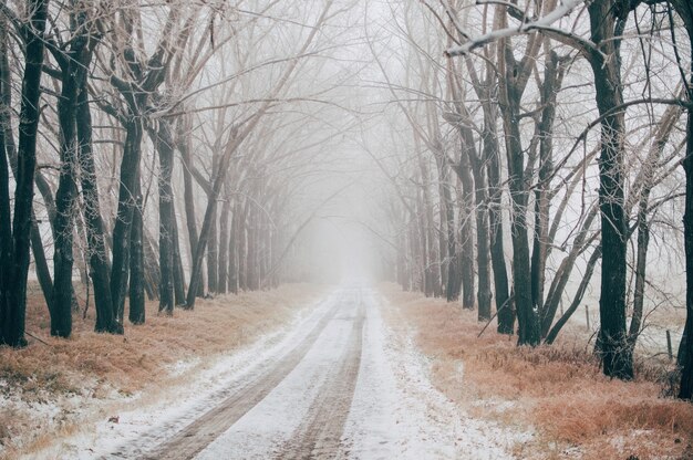 Strada coperta di neve tra gli alberi spogli in una nebbiosa giornata invernale