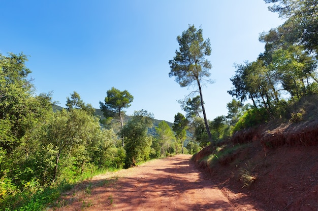 strada di montagna e alberi di pino. Montseny