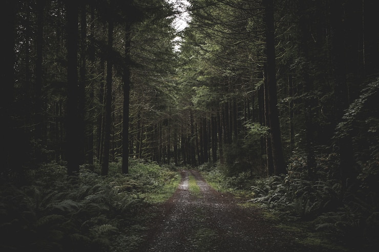 Foto gratuito strada fangosa stretta sinuosa in una foresta scura circondata dal verde e da un po 'di luce proveniente dall'alto